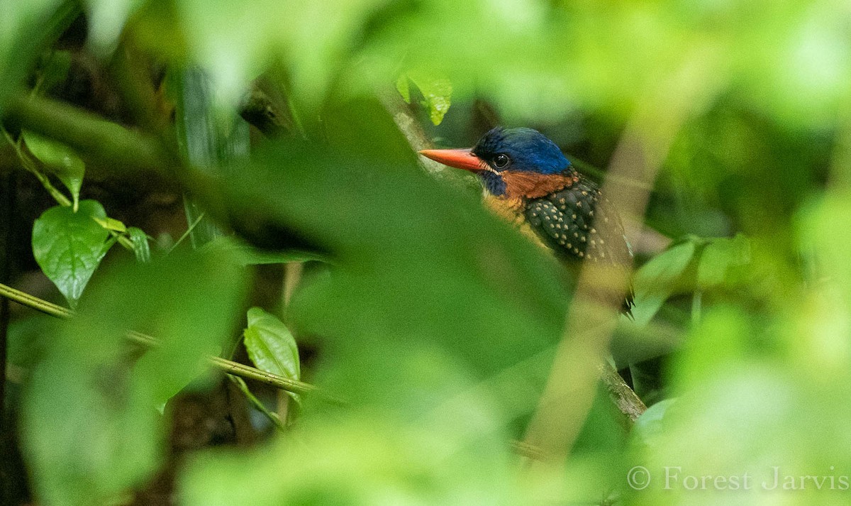 Blue-capped Kingfisher - ML111559221