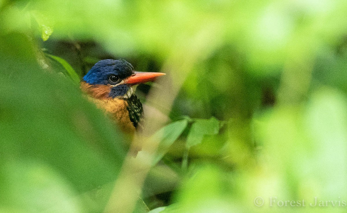 Blue-capped Kingfisher - ML111559231