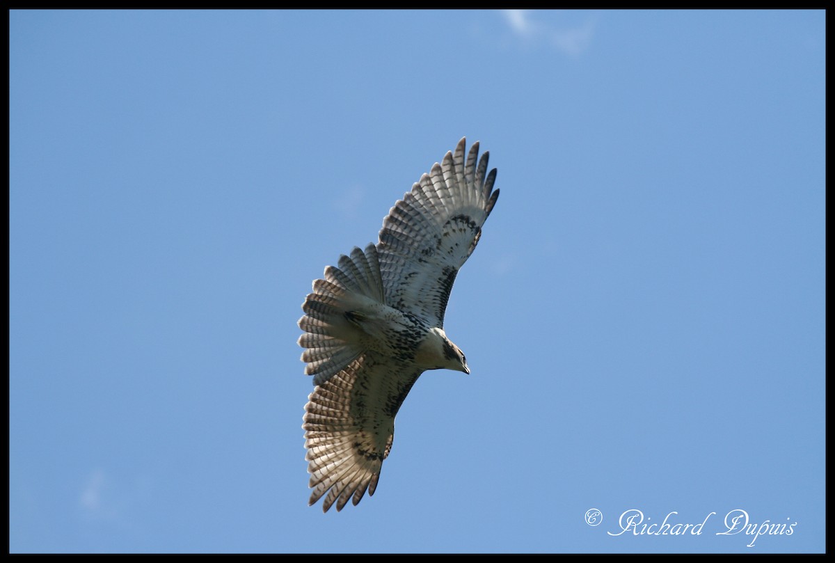 Red-tailed Hawk - Richard Dupuis
