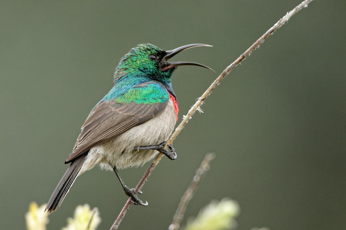 Southern Double-collared Sunbird - Anonymous