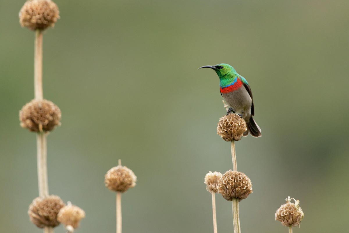 Southern Double-collared Sunbird - ML111563451