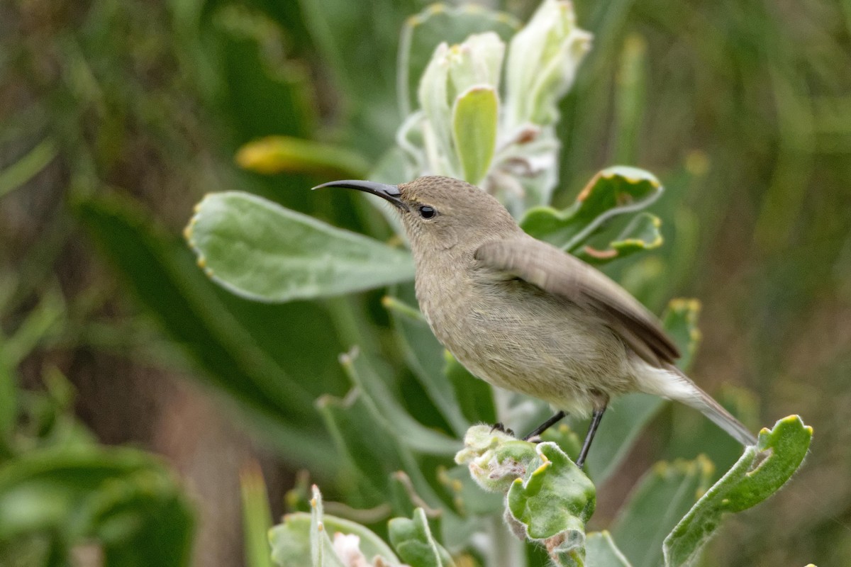 Southern Double-collared Sunbird - ML111563461