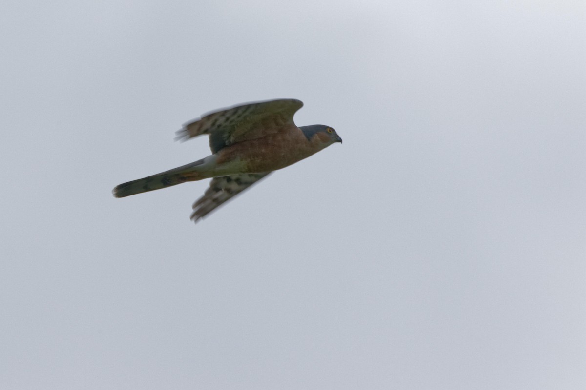 Rufous-breasted Sparrowhawk - ML111563511