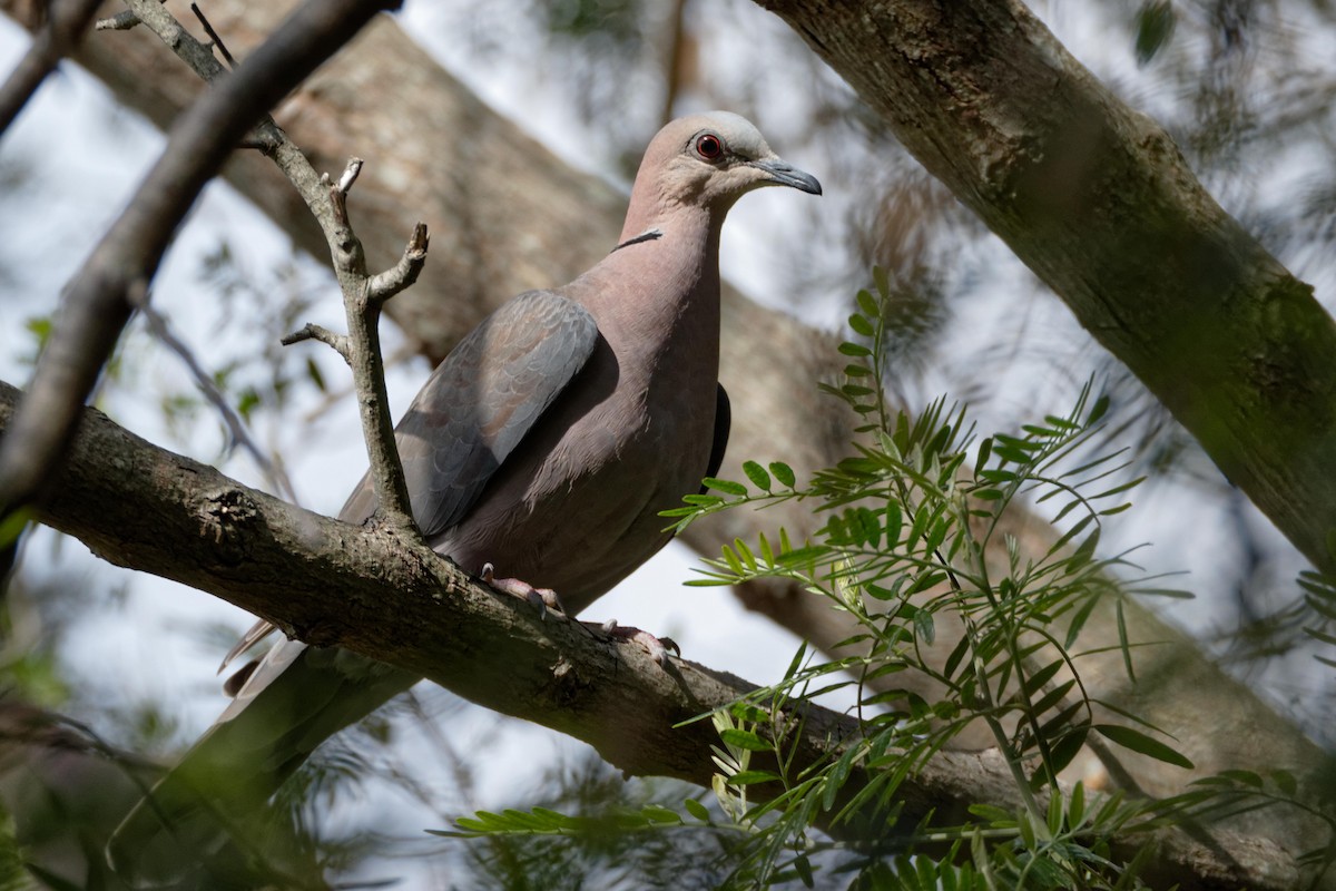 Red-eyed Dove - ML111563631