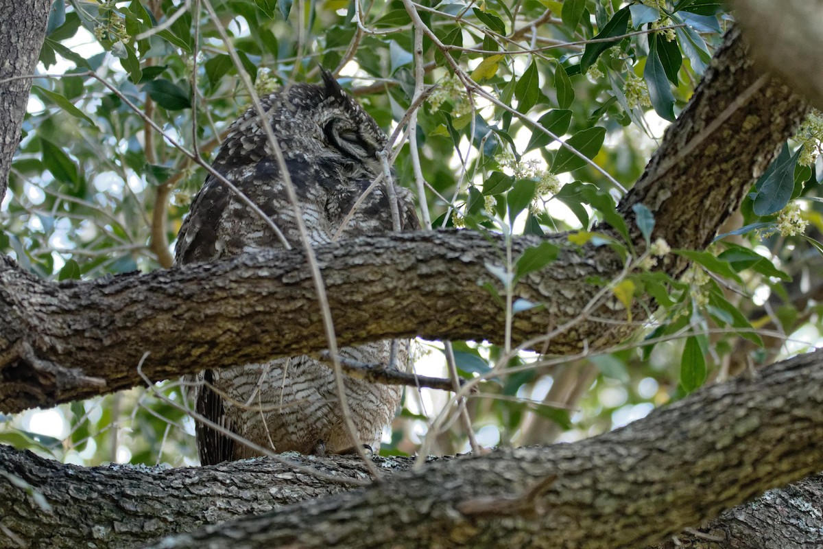 Spotted Eagle-Owl - ML111563781