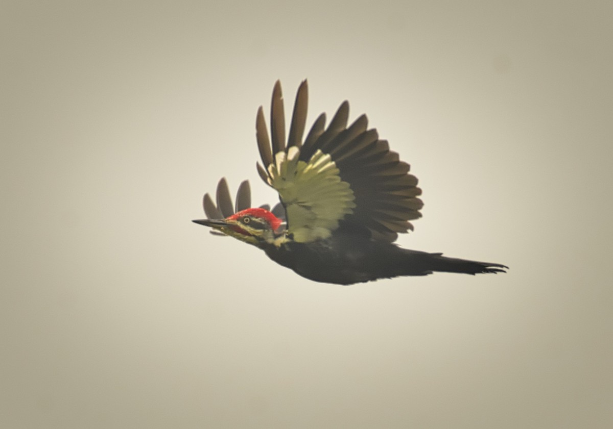 Pileated Woodpecker - ML111564761