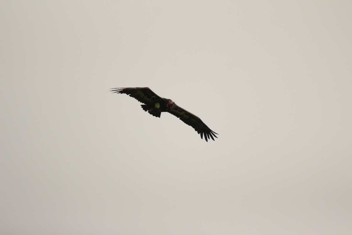 Red-headed Vulture - ML111567141