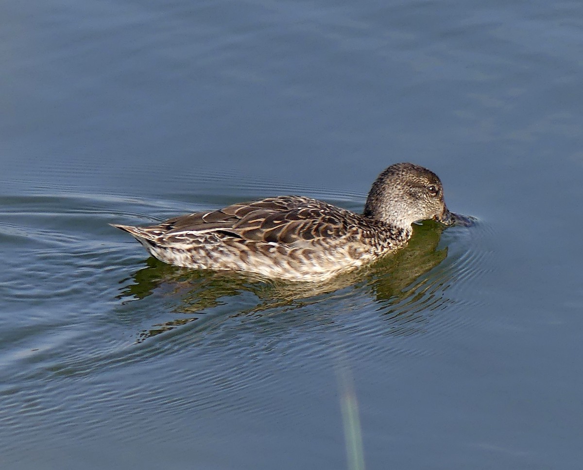 Green-winged Teal - ML111568441
