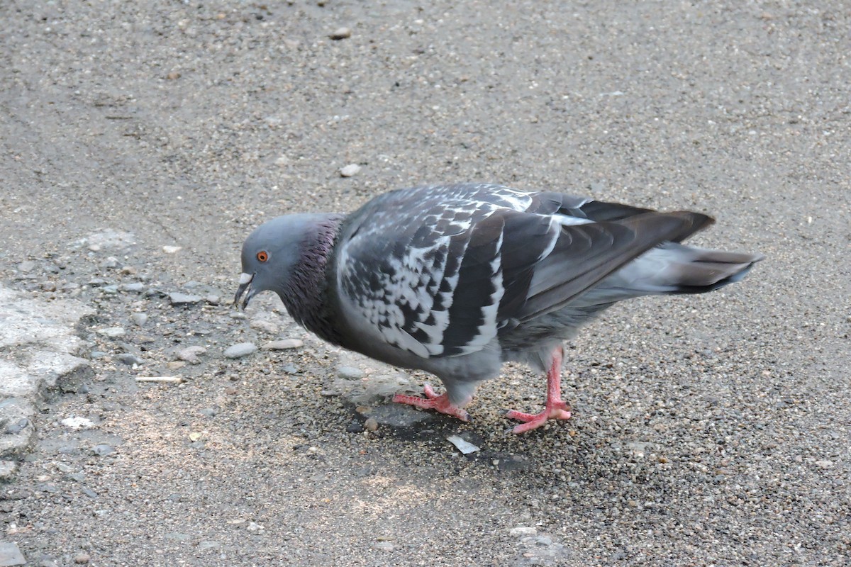 Rock Pigeon (Feral Pigeon) - gustavo barragán mosquera