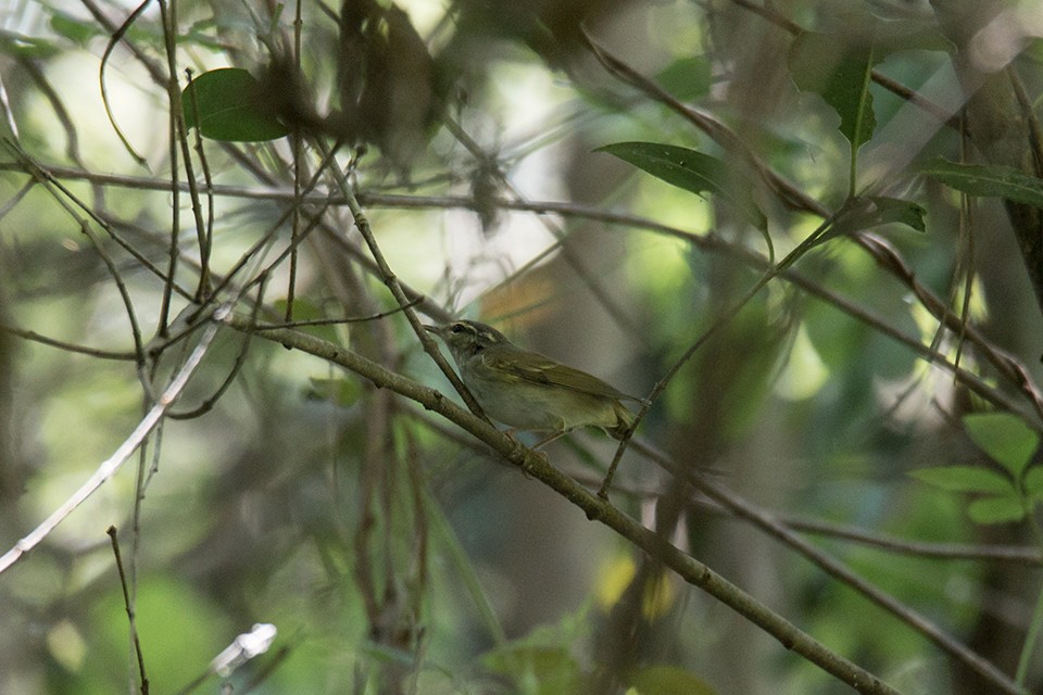Sakhalin Leaf Warbler - Wich’yanan Limparungpatthanakij