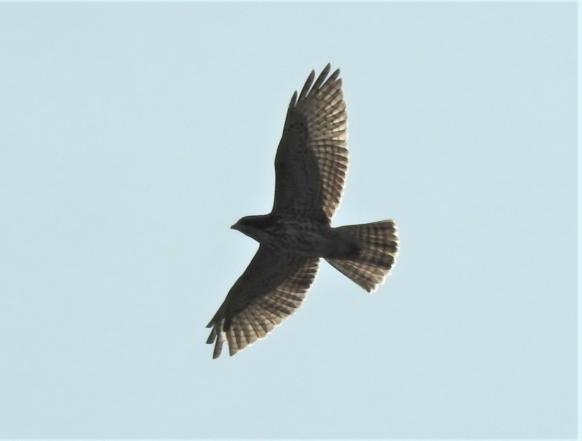 Broad-winged Hawk - Jean W. Côté