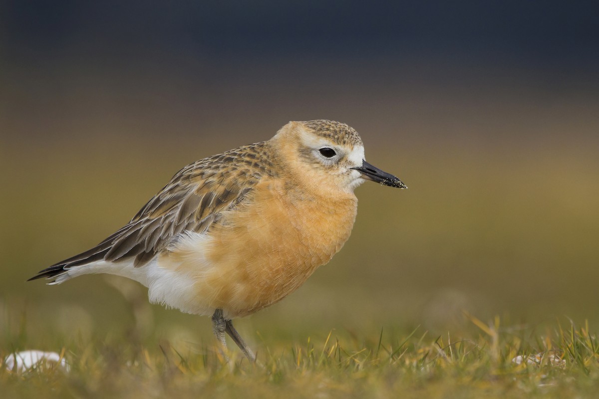 Red-breasted Dotterel ML111574031