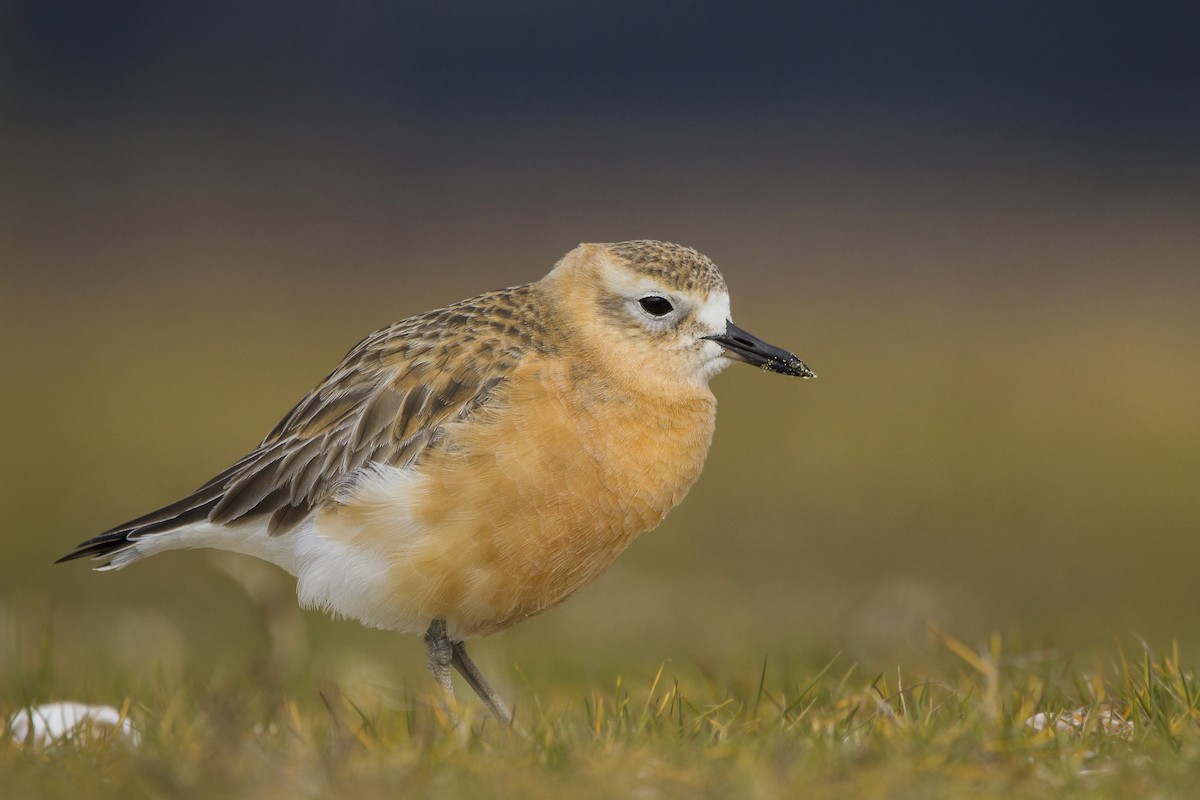 Red-breasted Dotterel - Oscar Thomas