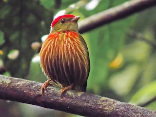 Striolated Manakin - Machaeropterus striolatus - Birds of the World