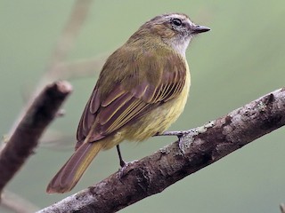  - Guatemalan Tyrannulet