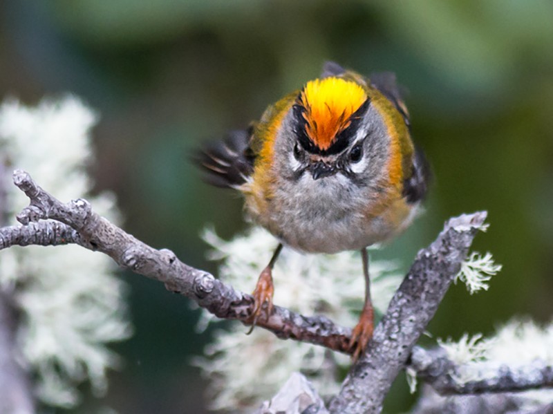 Madeira Firecrest - eBird