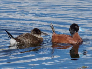  - Andean Duck (ferruginea)