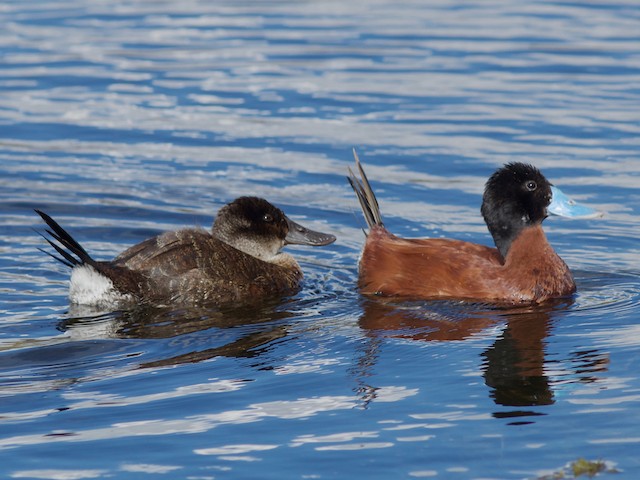 Male and female - Andean Duck (ferruginea) - 