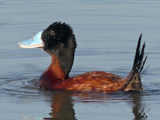 Male - Andean Duck (ferruginea) - 
