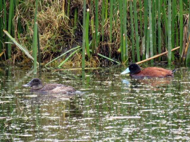 Male and female - Andean Duck (ferruginea) - 