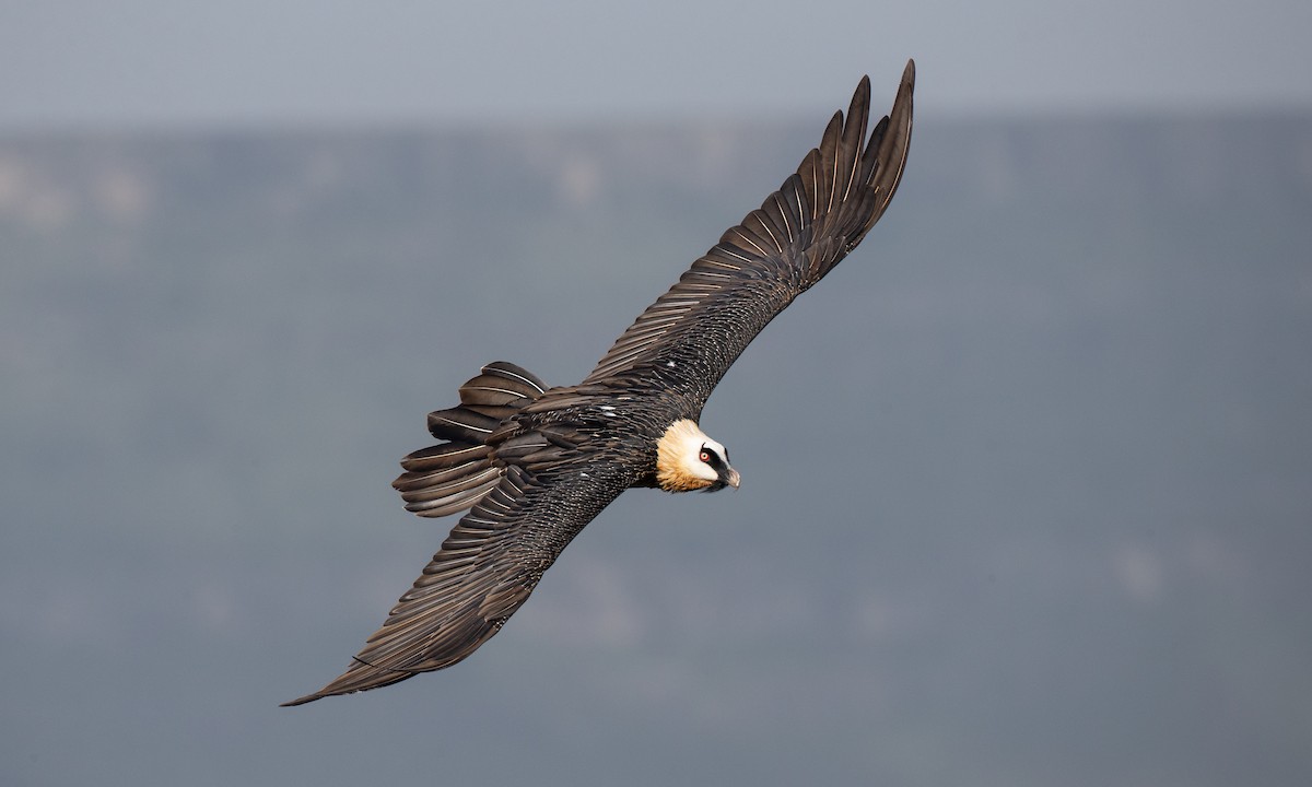 Bearded Vulture (African) - ML111578991