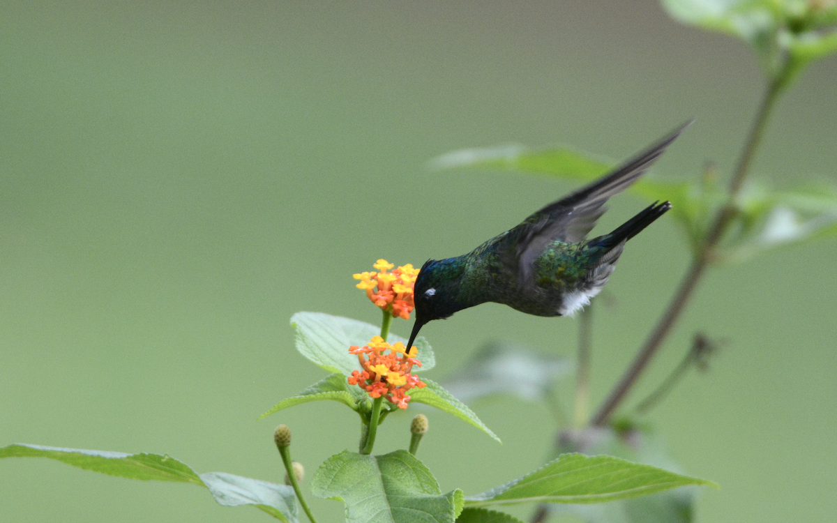 Violet-headed Hummingbird - Larry Chen