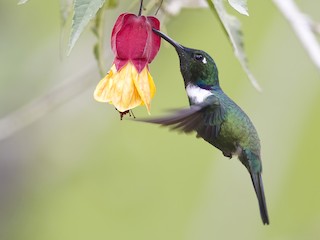 Adult male - Peter Hawrylyshyn - ML111579841