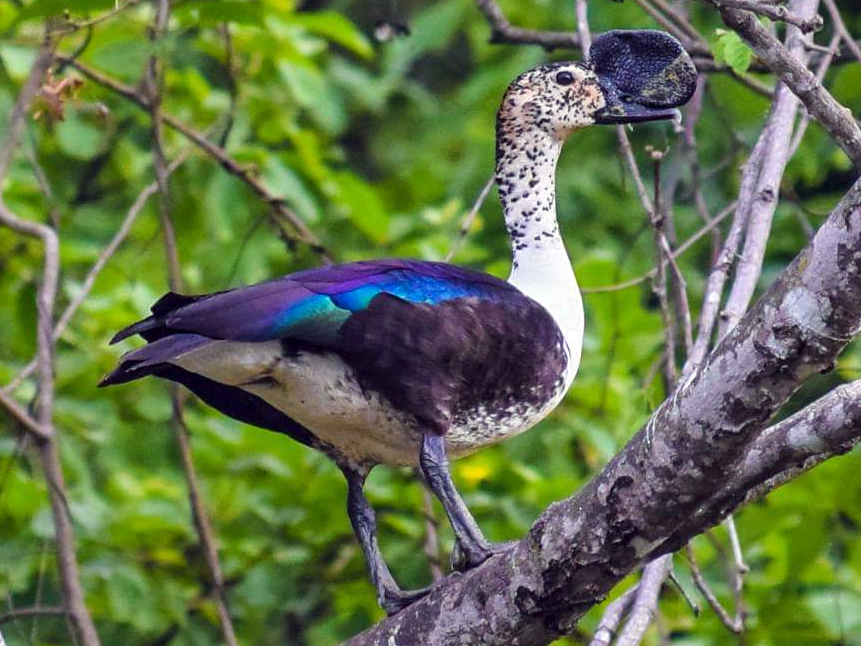 Comb Duck - Sarkidiornis sylvicola - Birds of the World