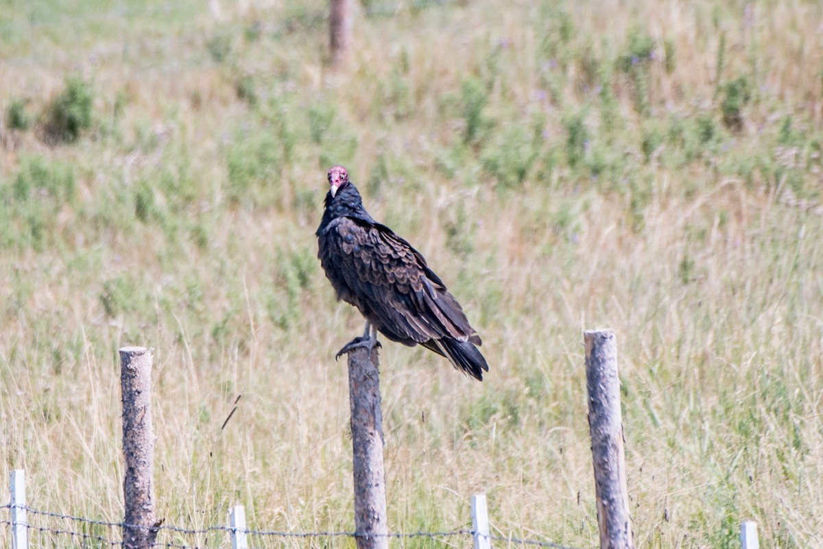 Turkey Vulture - Jeff Langford