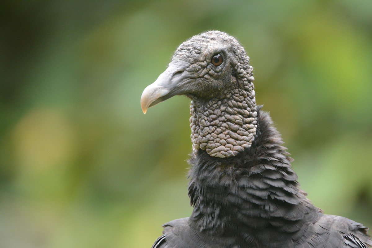 Black Vulture - ML111583151