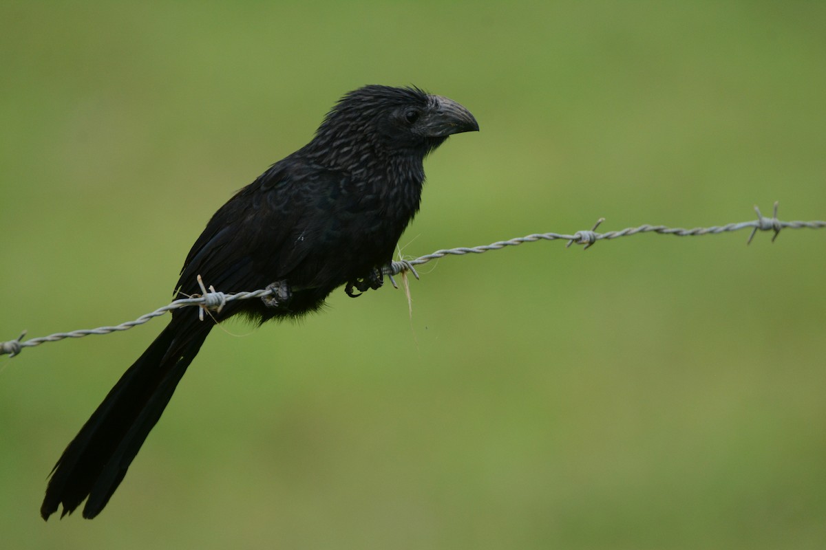Groove-billed Ani - Larry Chen