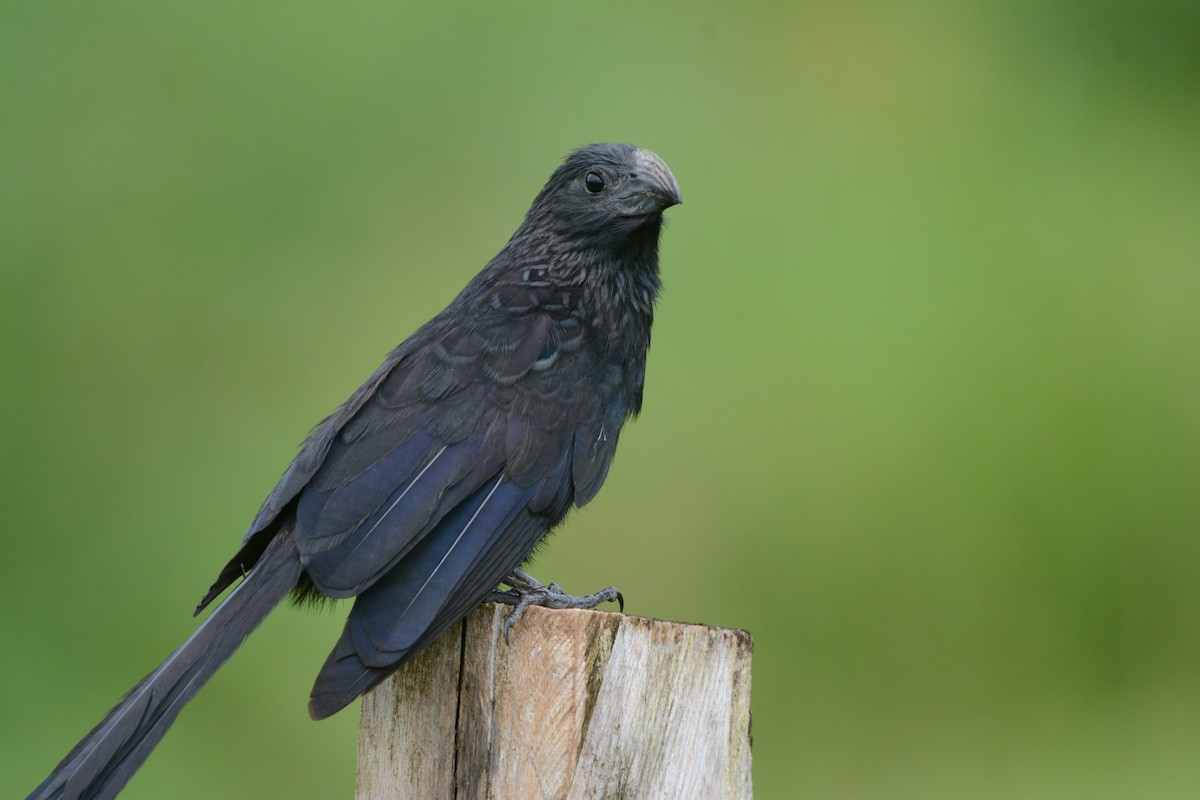 Groove-billed Ani - Larry Chen