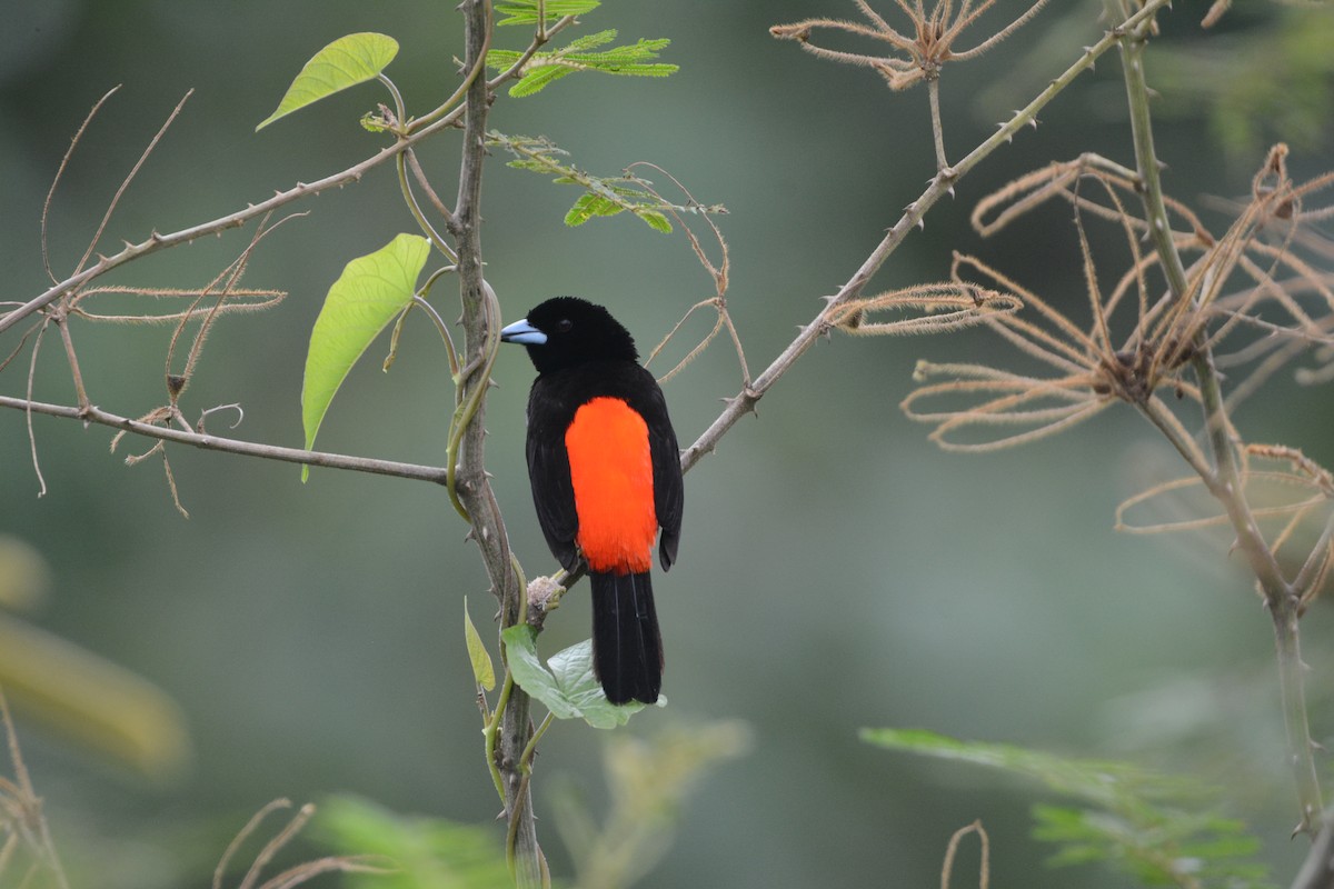 Scarlet-rumped Tanager (Passerini's) - ML111583641