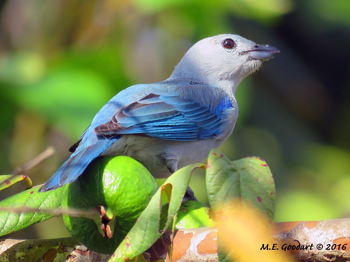 Blue-gray Tanager - ML111583921