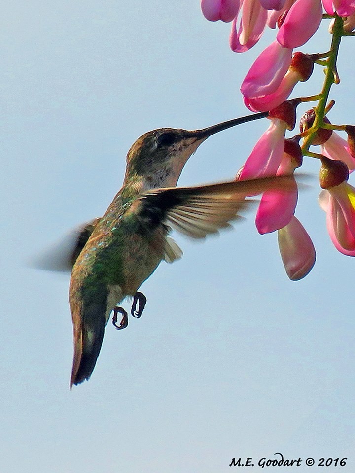 Ruby-throated Hummingbird - Mary Goodart