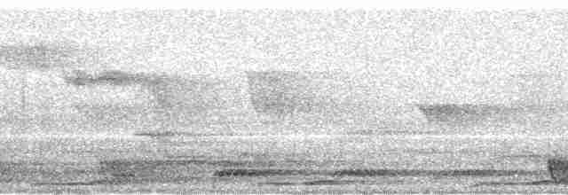 Large-tailed Nightjar - ML111585