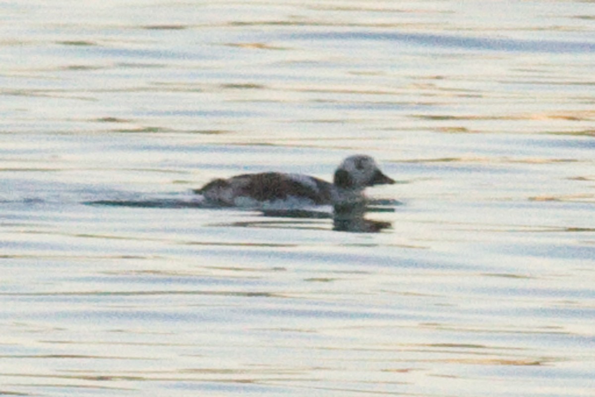Long-tailed Duck - Donna Pomeroy