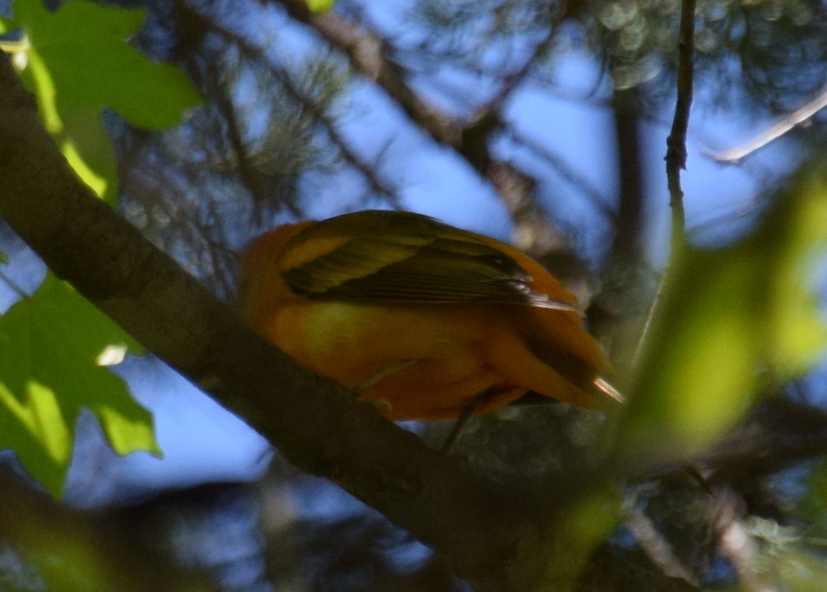 Western x Flame-colored Tanager (hybrid) - ML111592251