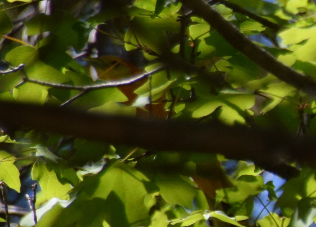 Western x Flame-colored Tanager (hybrid) - ML111592261
