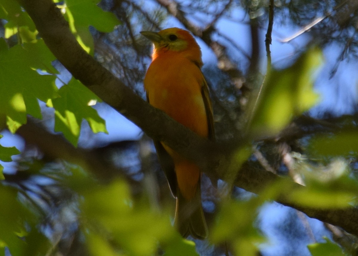 Western x Flame-colored Tanager (hybrid) - ML111592271