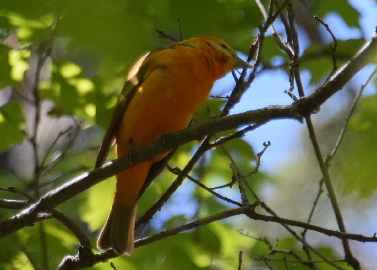 Western x Flame-colored Tanager (hybrid) - ML111592281