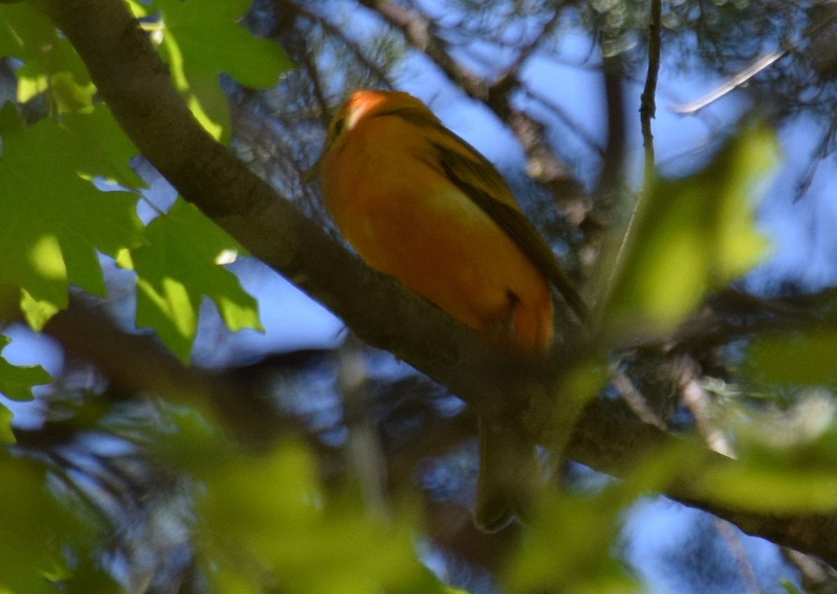 Western x Flame-colored Tanager (hybrid) - ML111592291