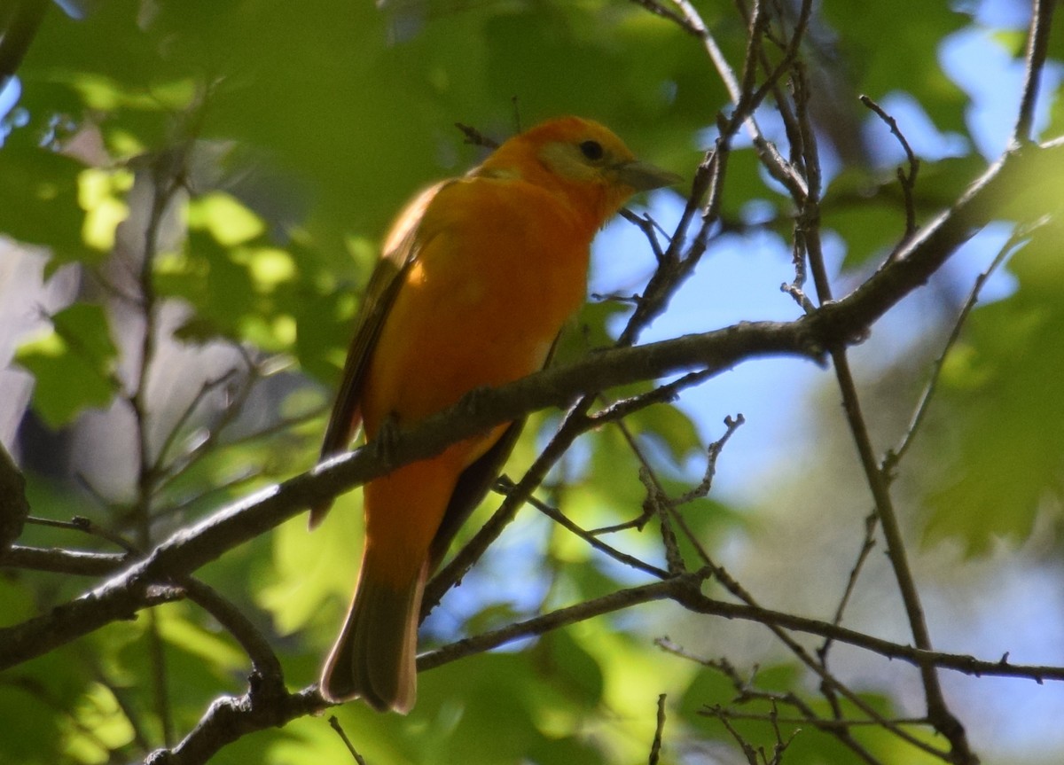 Western x Flame-colored Tanager (hybrid) - ML111592301