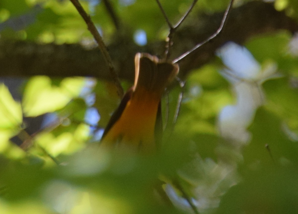 Western x Flame-colored Tanager (hybrid) - ML111592311