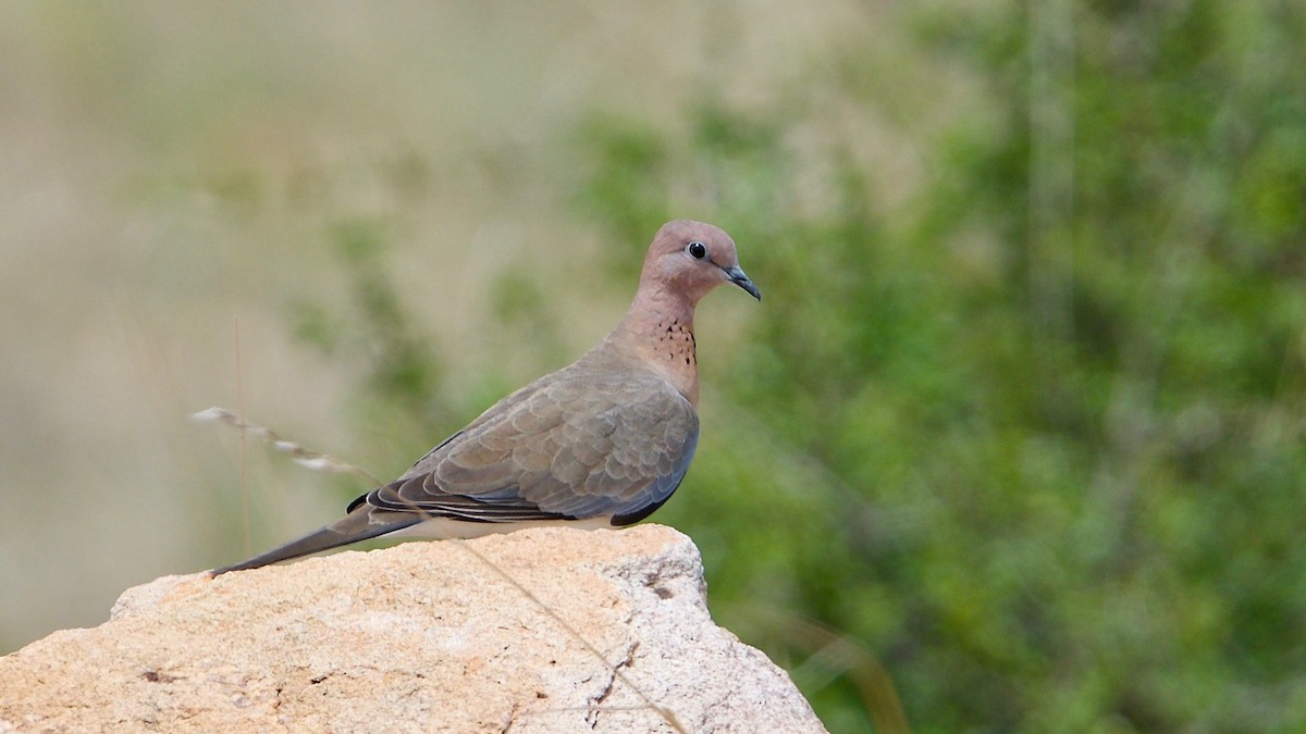 Laughing Dove - ML111592581