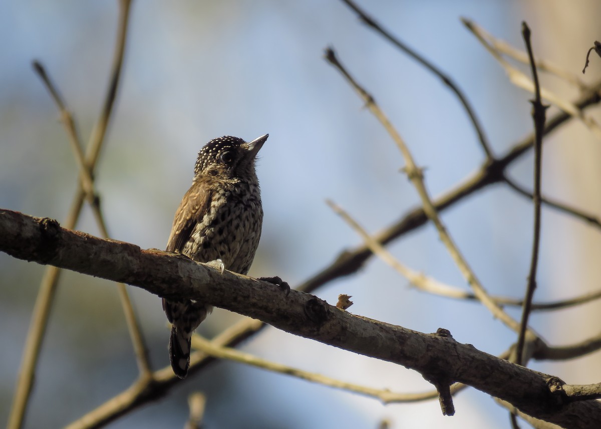 White-wedged Piculet - ML111593041