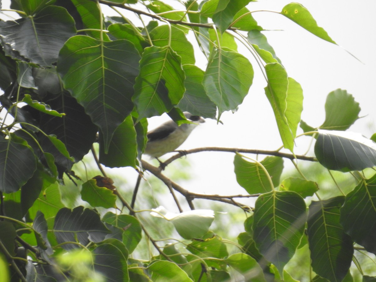 Lesser Gray Shrike - Mohit Aggarwal