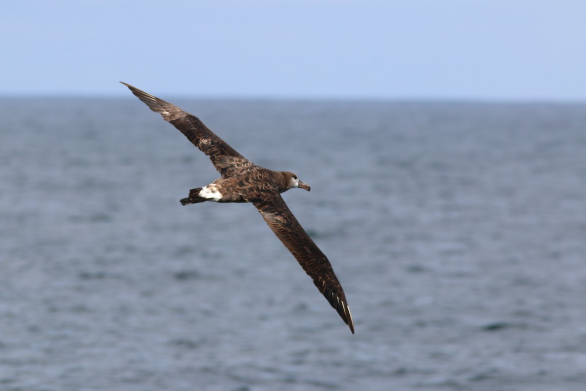 Black-footed Albatross - ML111595891