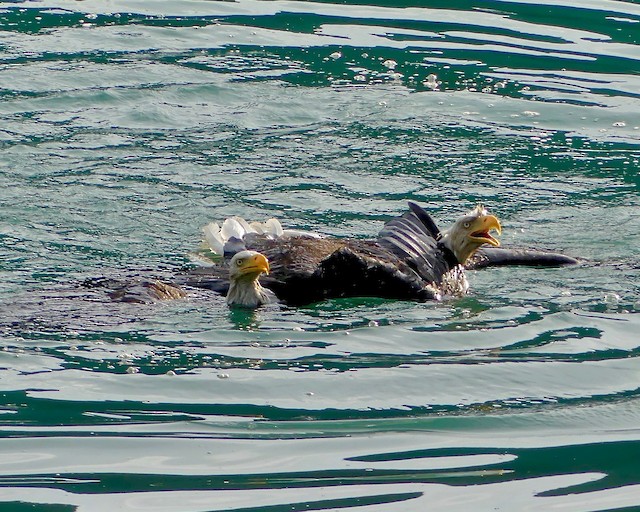 A physical confrontation that began in the air and continued in water. - Bald Eagle - 