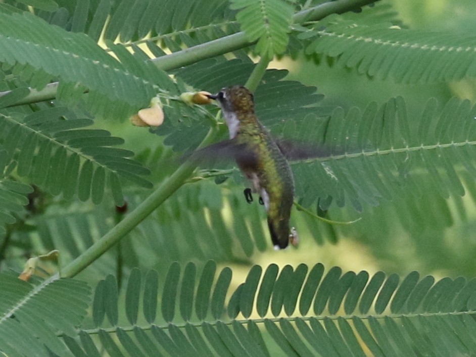 Ruby-throated Hummingbird - Steve Calver